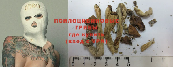 стаф Аркадак